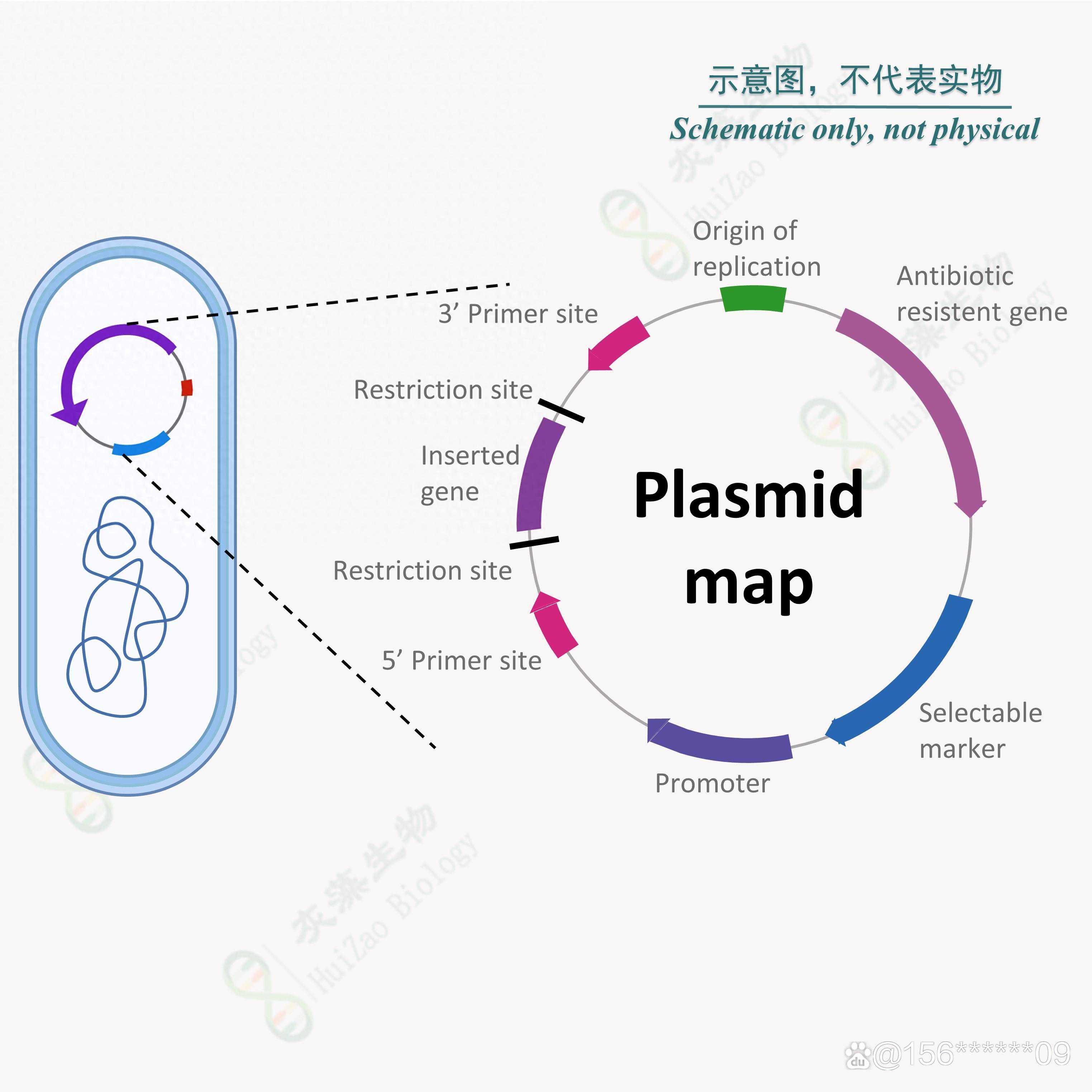 pGEX-4T-1-质粒-微生物-灰藻生物