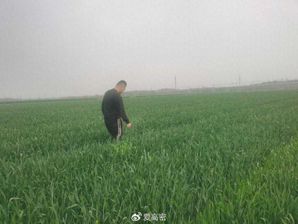 高密市大牟家镇：农技人员服务忙 绘就农业好“丰”景