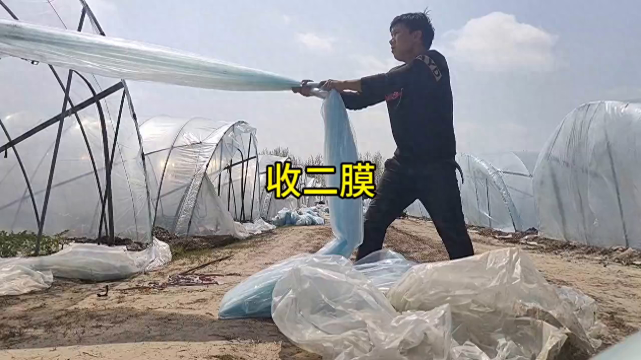 天气热起来，二膜也没什么作用收掉！#西瓜种植