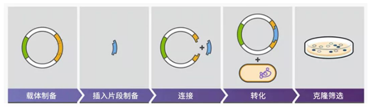 质粒构建问题频出？一篇文章帮你扫清所有障碍
